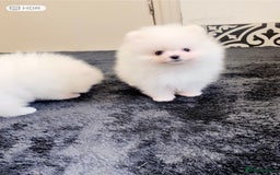 Pomeranian dogs for sale: Teddy face🐼600gr now!Top quality🏆Very Tiny  - Image 1