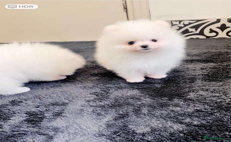 Pomeranian dogs - Advert 6