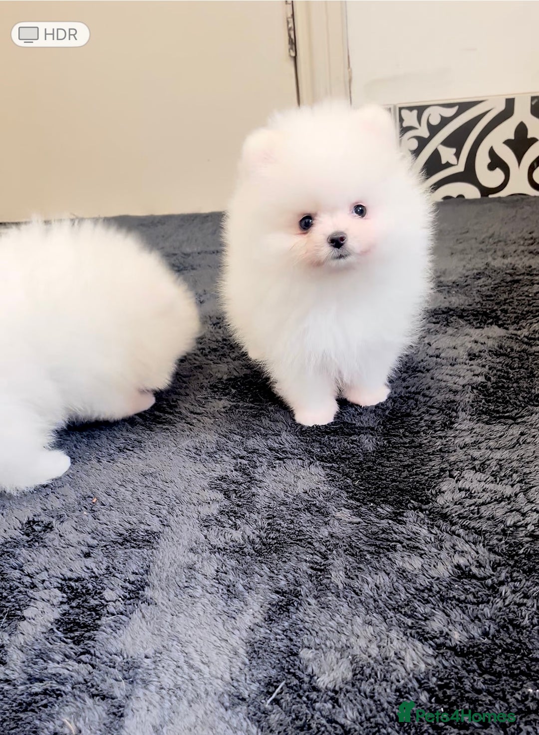 Pomeranian dogs for sale: Teddy face🐼600gr now!Top quality🏆Very Tiny  - Image 1