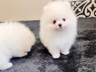 Pomeranian dogs - Advert 8