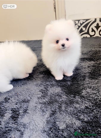 Pomeranian dogs - Advert 7