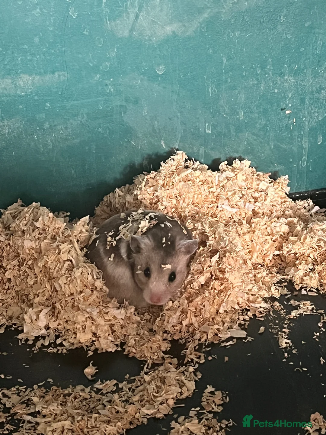 Hamster rodents for sale: Nibbles the hamster - Advert 1