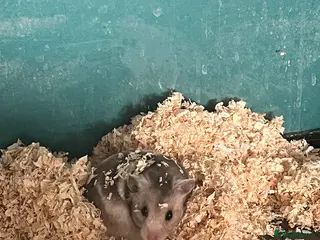 Hamster rodents Nibbles the hamster - Advert 3