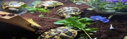 Hermann Tortoise reptiles for sale: Hermann Tortoise Yearlings in Arundel - Advert 4