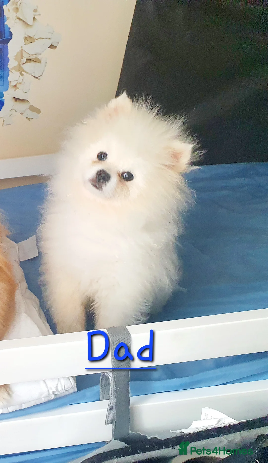 Mixed Breed dogs for sale: Taco and Sushi, super fluffy boys. - Advert 13