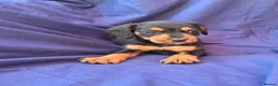 Jack Russell dogs for sale: Beautiful jack russell puppies ready now - Advert 25