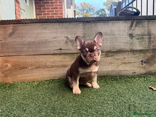 French Bulldog dogs - Advert 5