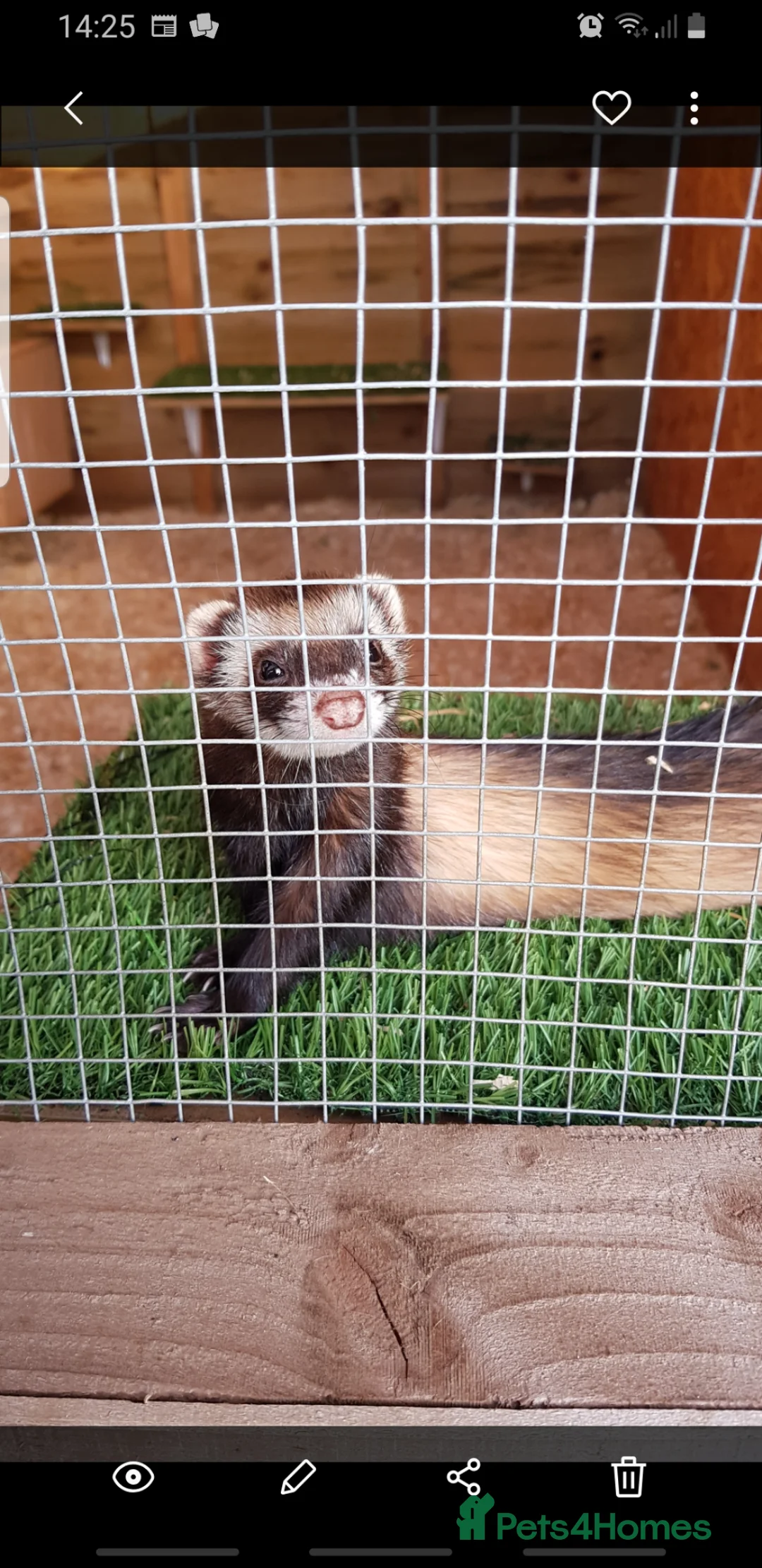 Ferret rodents for sale: 2 baby ferrets  - Advert 2