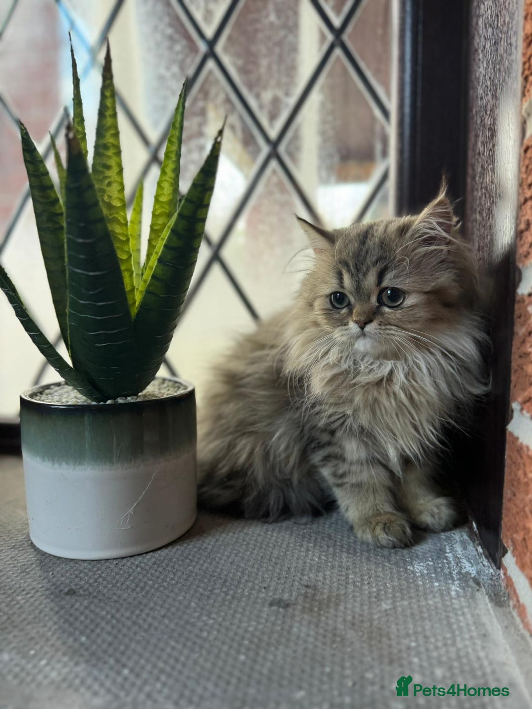 Persian cats for sale: Persian Chinchilla kittens - Image 3