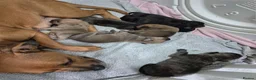 Mixed Breed dogs for sale: MUM-STAFFY × DAD-CANE CORSO - Advert 1