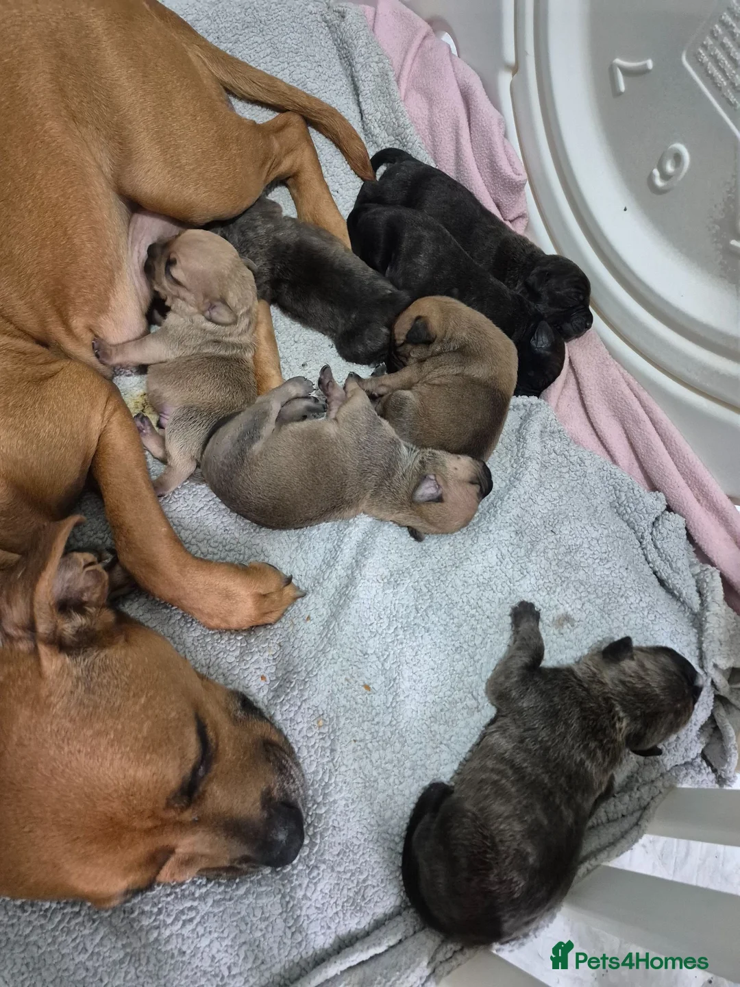 Mixed Breed dogs for sale: MUM-STAFFY × DAD-CANE CORSO - Advert 1