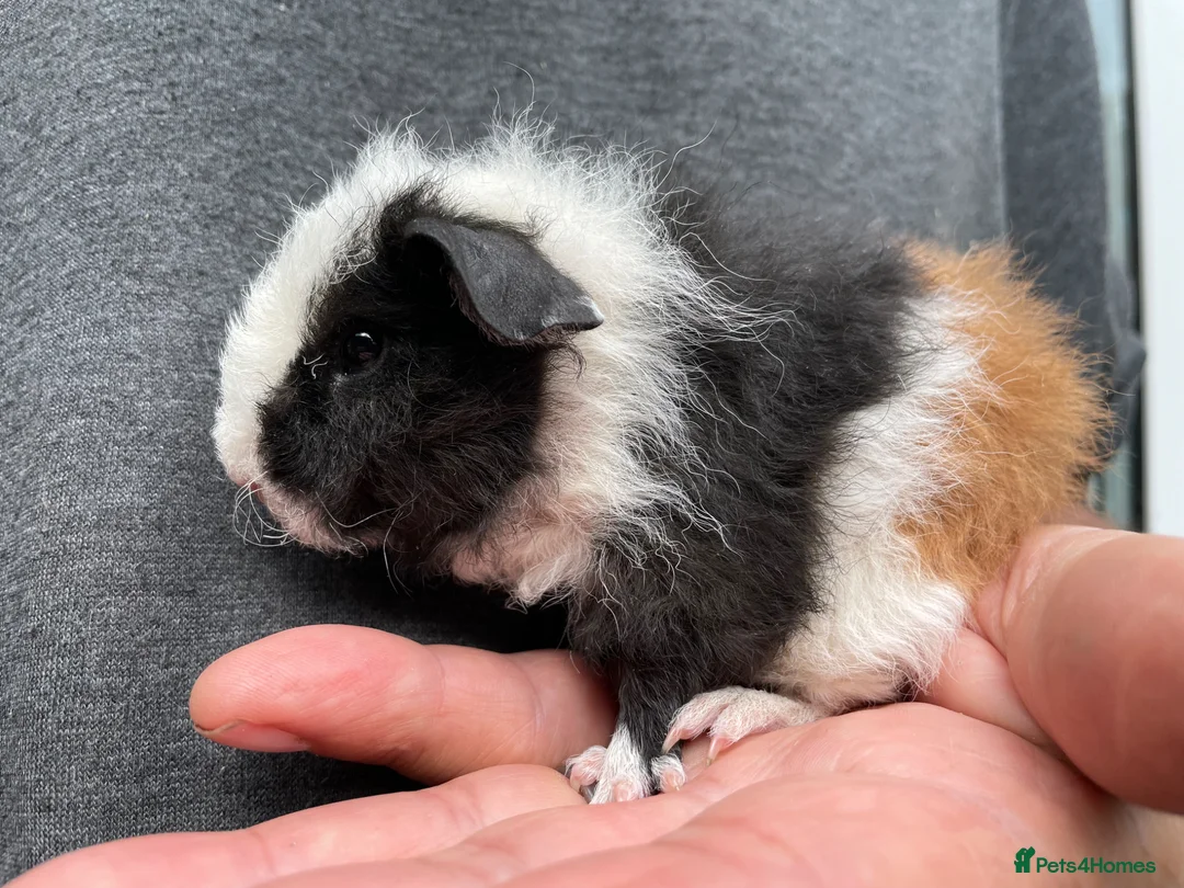 Guinea Pig rodents for sale: Pure breed Teddy Guinea Pigs - Advert 1