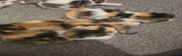 Mixed Breed cats for sale: look at all those tiny fluffballs!  - Advert 31