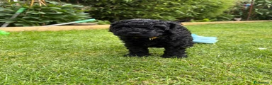 Cockapoo 3