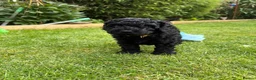 Cockapoo dogs for sale: Cockapoo F1B puppies - Advert 39