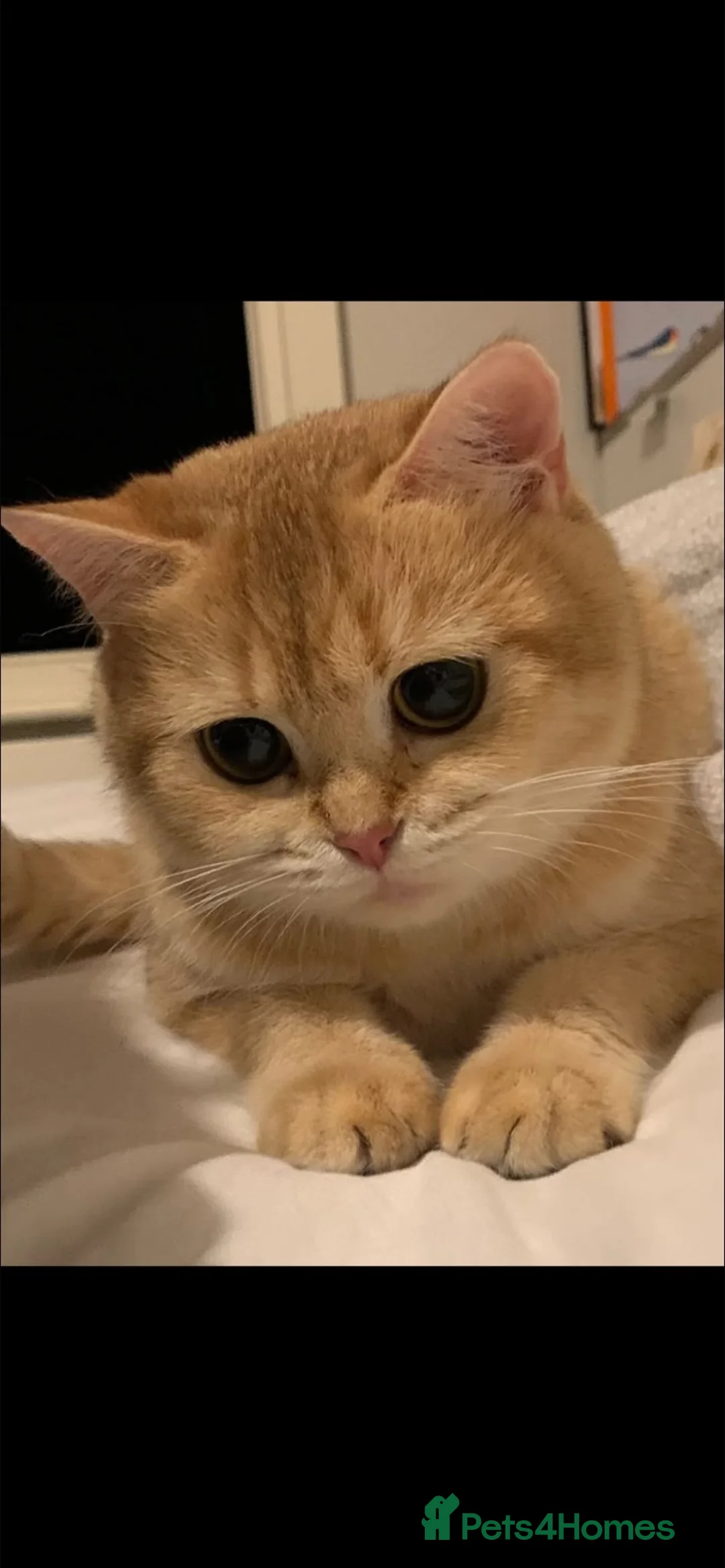 British Shorthair cats for sale: British shorthairs kittens  - Advert 1