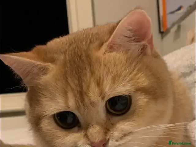 British Shorthair cats for sale: British shorthairs kittens - Advert 2