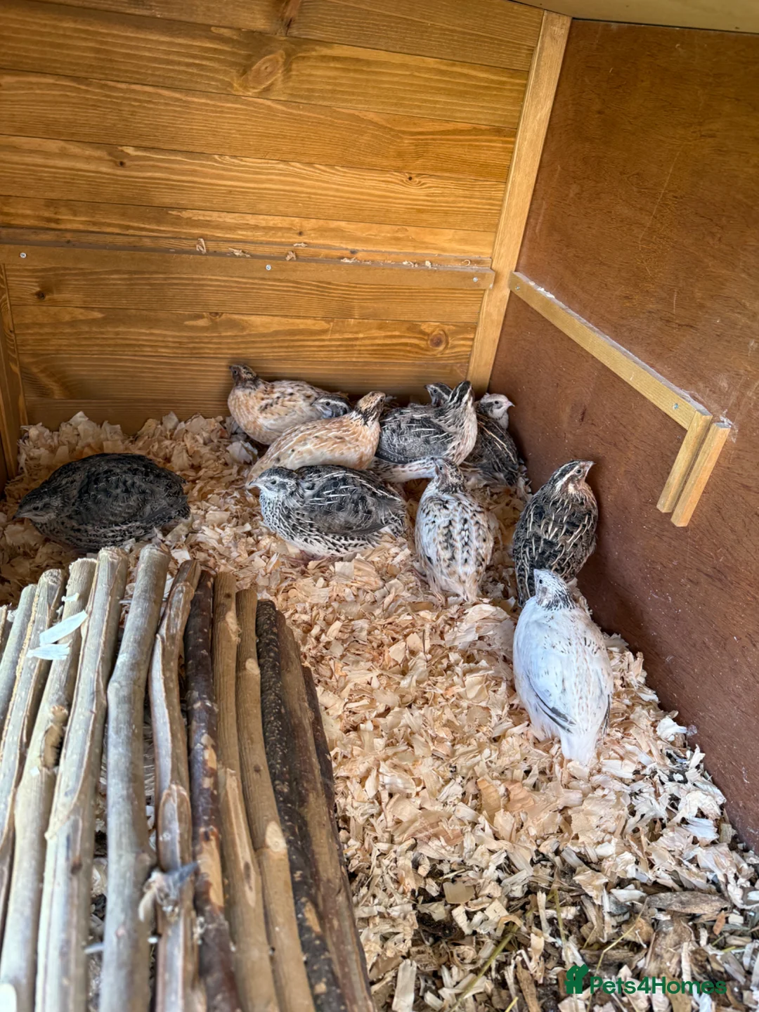 Quail poultry for sale: Coturnix Quail Mixed in Salisbury - Advert 4