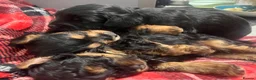 Yorkiepoo dogs for sale: Outstanding Yorkipoos F1 last 3 remaining - Advert 18
