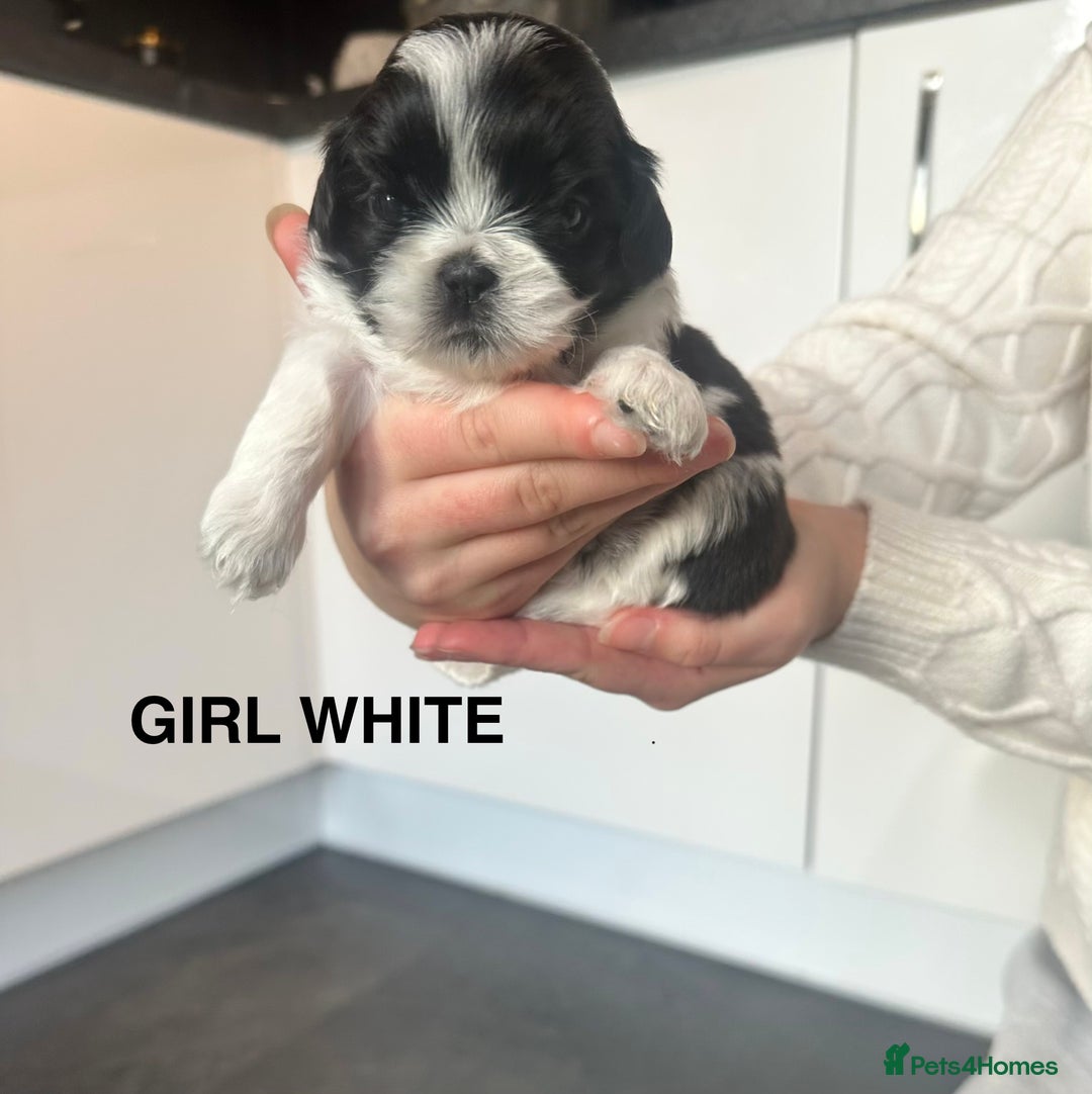 Shih Tzu dogs for sale: Shih Tzu puppies - Advert 8