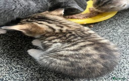 Egyptian Mau cats for sale: Egyptian mau x - Image 17