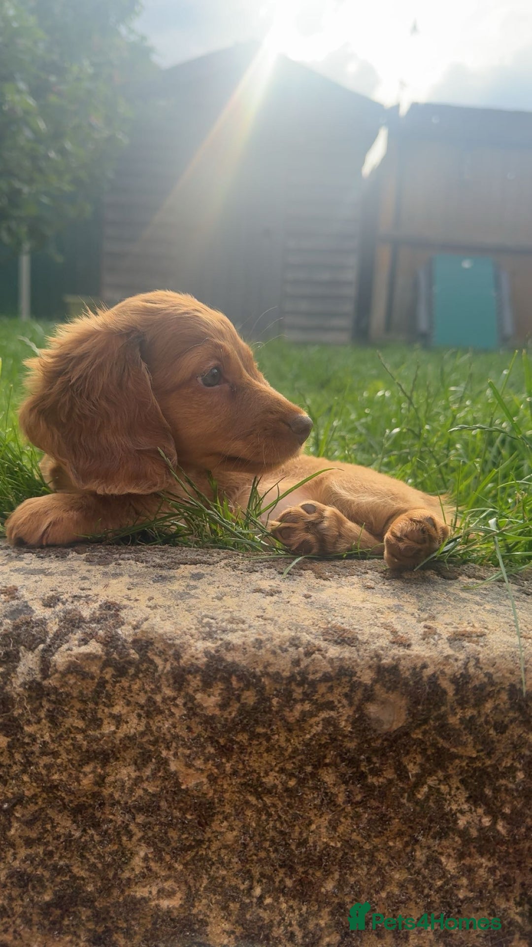 Miniature Dachshund dogs for sale: Longhair Minature dachshund  in Peterborough - Image 1