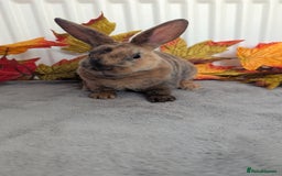 Rex rabbits for sale: Mini rex ready to reserve  - Image 3