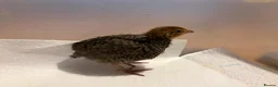 Quail poultry for sale: Unsexed 4x Quail Chicks 2 weeks old - Advert 7