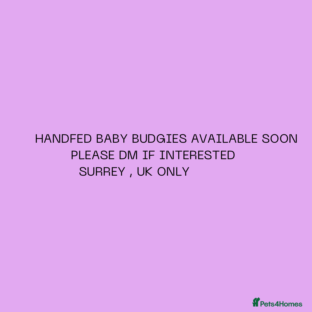 Budgerigars birds Handreared baby budgies  - Advert 18