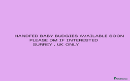 Budgerigars birds for sale: Handreared baby budgies  - Advert 1