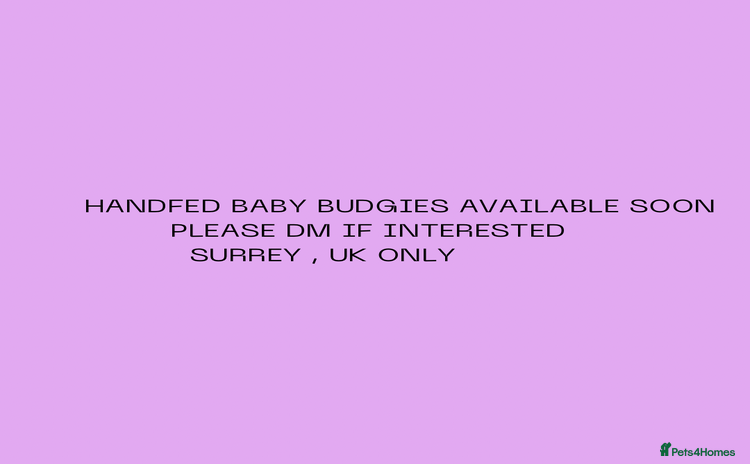 Budgerigars birds Handreared baby budgies  - Advert 8