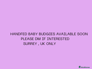 Budgerigars birds Handreared baby budgies - Advert 1