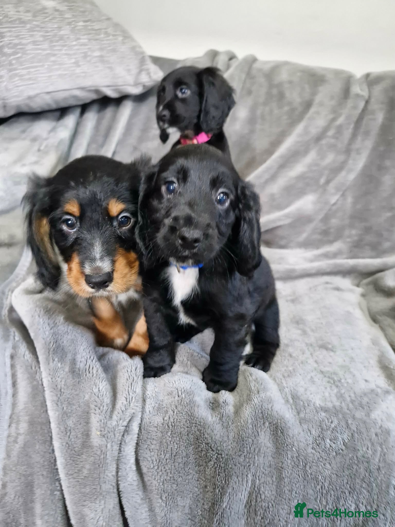 Cocker Spaniel dogs Beautiful cocker spaniel puppies  - Advert 5