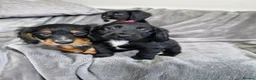 Cocker Spaniel dogs for sale: 3 beautiful cocker spaniel puppies  - Advert 1