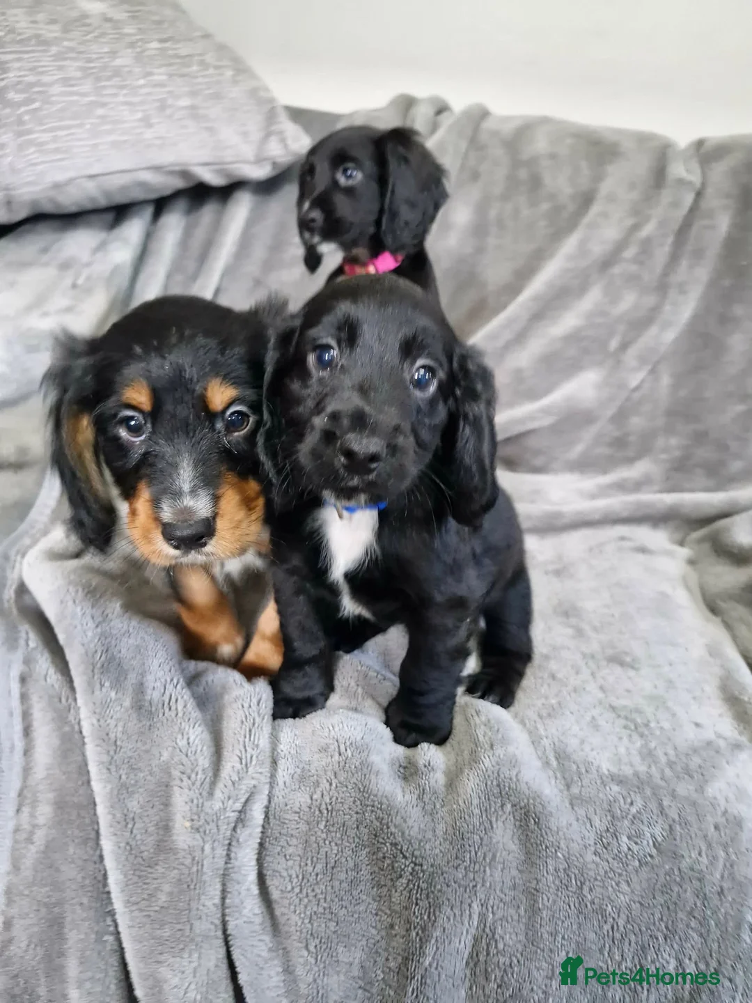 Cocker Spaniel dogs for sale: 3 beautiful cocker spaniel puppies  - Advert 1