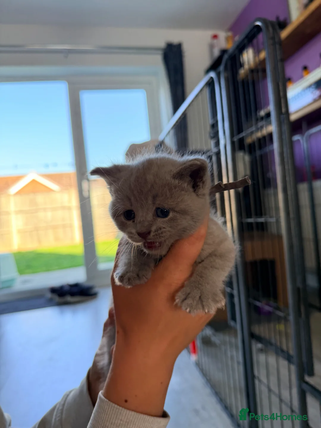 British Shorthair cats for sale: British shorthair kittens in New Romney - Advert 2