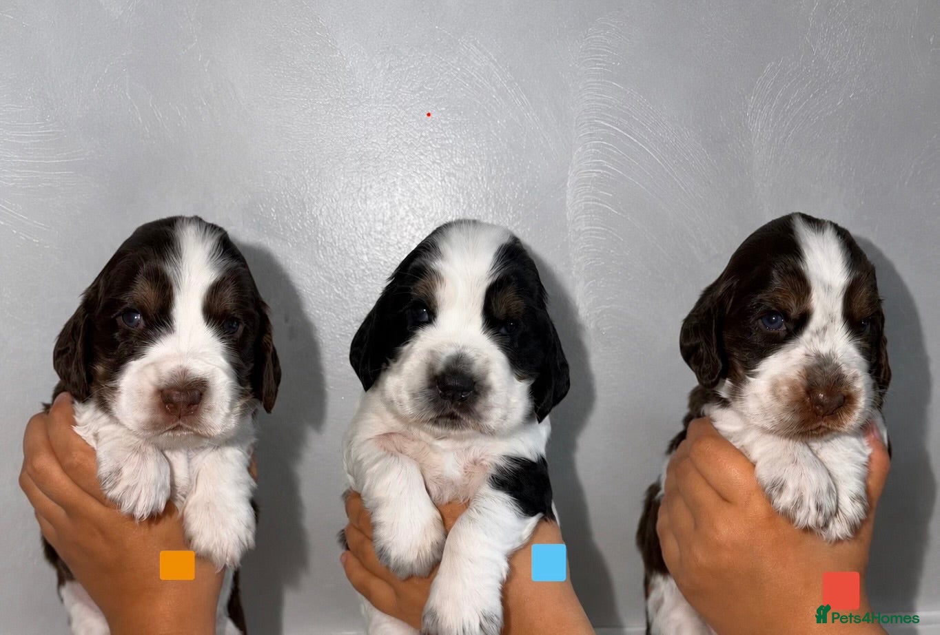 Cocker Spaniel dogs 🐾Six Beautiful KC Show Cocker Spaniels Puppies 🐾 - Advert 1