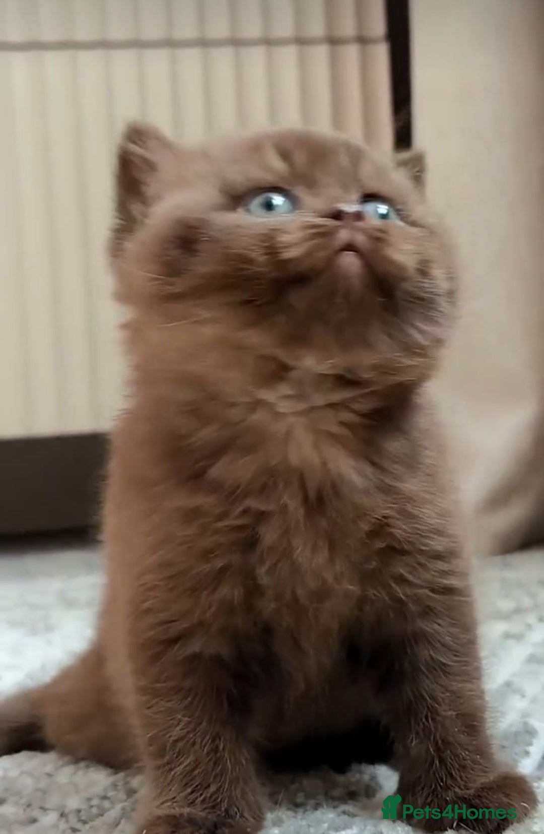 British Shorthair cats for sale: 🏆GCCF / TICA Active –🏅 PROVEN  - Advert 30