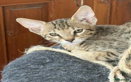 Savannah cats for sale: Stunning F4 kittens ready for their forever homes - Image 8