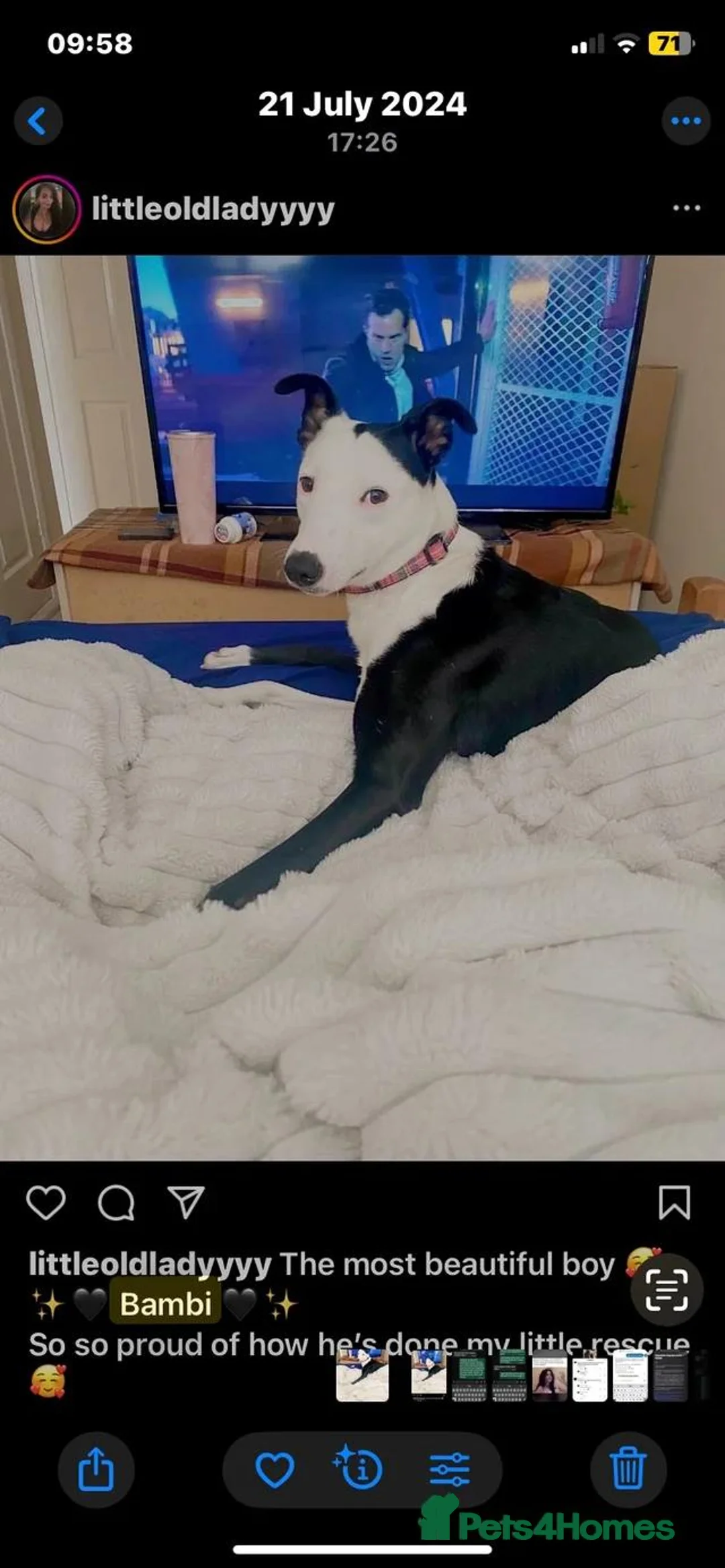 Mixed Breed dogs for sale: Whippet x Collie - Advert 3