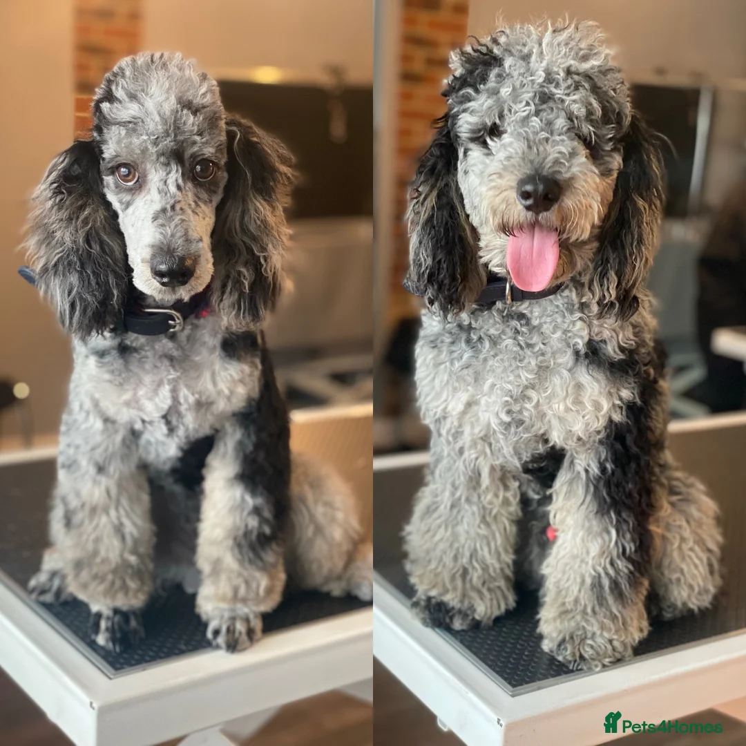 Toy Poodle dogs for stud: Rare Blue Merle Phantom Stud in Consett - Advert 3