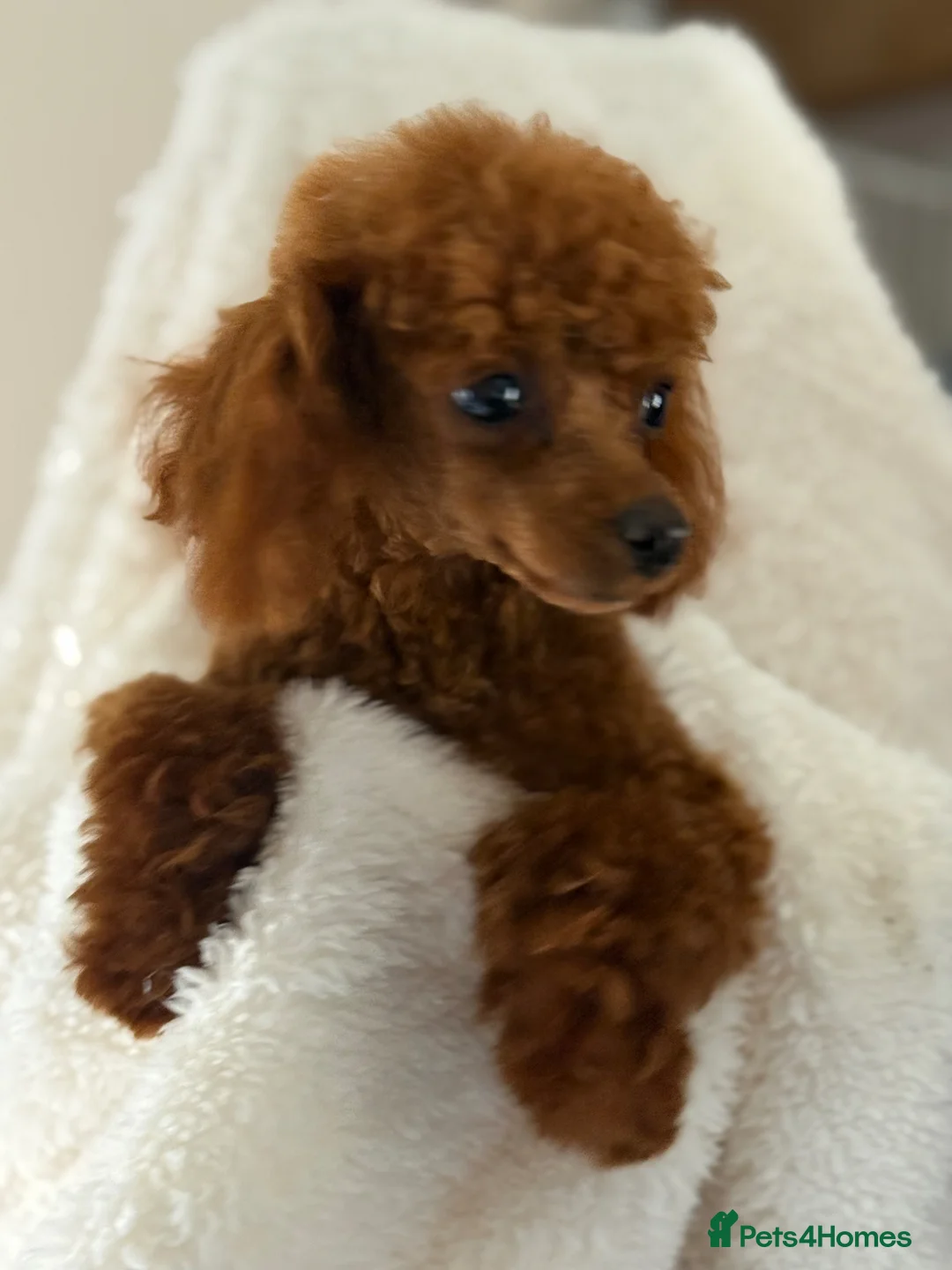 Toy Poodle dogs for sale: Tiny Toy Poodle Boy dark red  - Advert 4