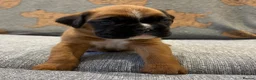 Boxer dogs for sale: Beautiful, KC registerd boxer puppies for sale - Advert 26