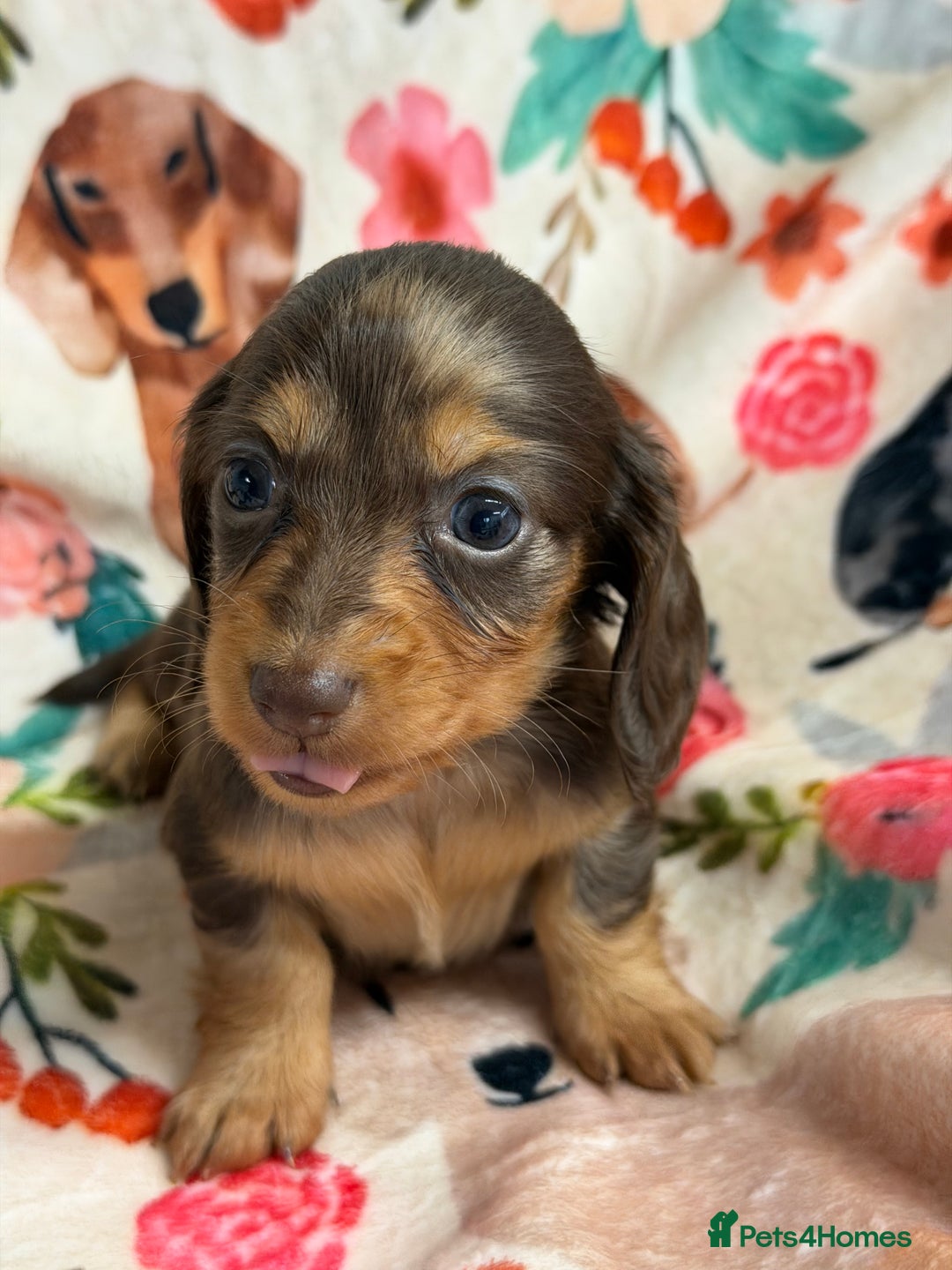 Miniature Dachshund dogs for sale: 2 left Long haired mini dachshund pups  - Advert 13