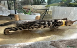Bengal cats for sale: ❤️ Gorgeous Pure Bengal Kittens Available ❤️ - Image 12