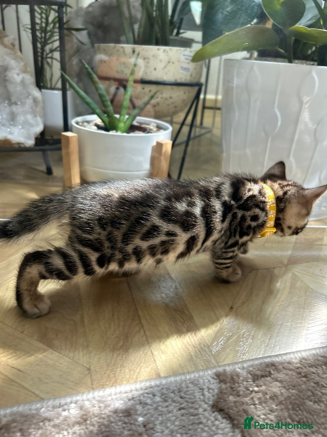 Bengal cats for sale: ❤️ Gorgeous Pure Bengal Kittens Available ❤️ - Image 12