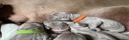Weimaraner dogs for sale: KC registered Weimaraner Puppies  - Advert 3