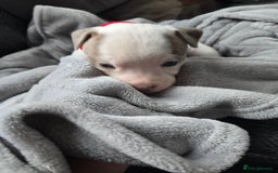 Staffordshire Bull Terrier dogs for sale: Staffordshire Bull Terrier  - Advert 8