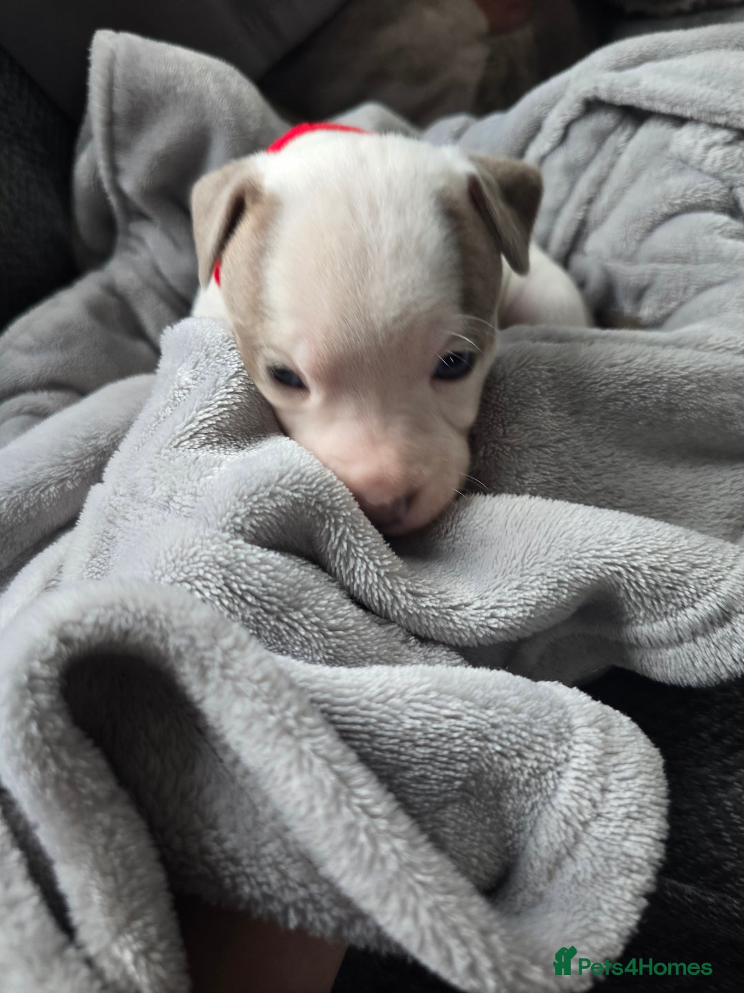 Staffordshire Bull Terrier dogs for sale: Staffordshire Bull Terrier  - Advert 8