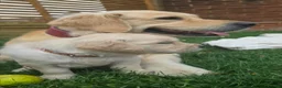 Golden Retriever dogs for sale: 5* Golden Retriver puppies - Advert 16